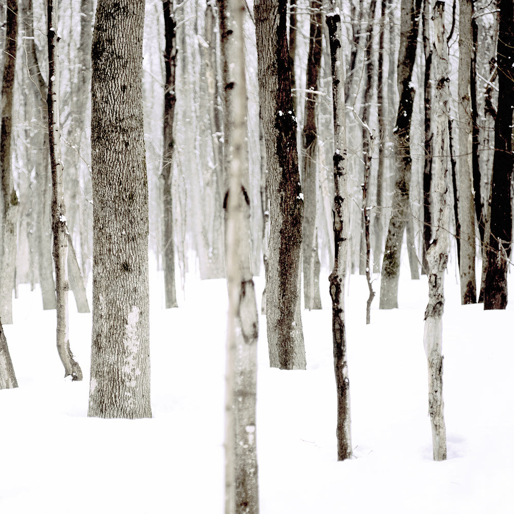 
                  
                    Charger l&amp;#39;image dans la galerie, La Forêt des Blancs Flocons
                  
                