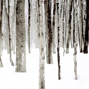 
                  
                    Charger l&amp;#39;image dans la galerie, La Forêt des Blancs Flocons
                  
                