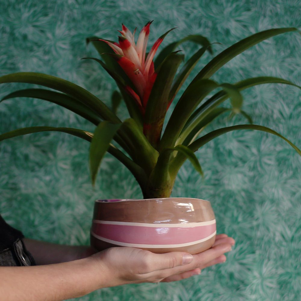 
                  
                    Load image into Gallery viewer, bromelia, pot a plante,plants pots
                  
                
