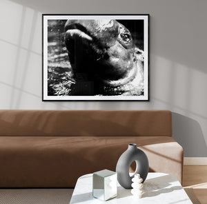 
                  
                    Load image into Gallery viewer, Hippopotamus
                  
                