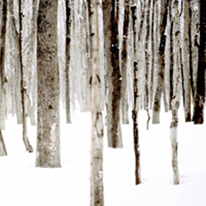 
                  
                    Load image into Gallery viewer, La forêt des blancs flocons
                  
                